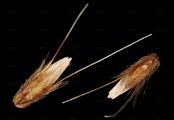 Annual Vernal-Grass - Anthoxanthum aristatum Boiss.