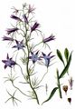 Peach-Leaved Bellflower - Campanula persicifolia L.