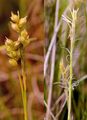 Weiße Segge - Carex alba Scop.