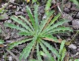 Carline Thistle - Carlina vulgaris L.