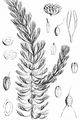 Breitstachliges Rauhes Hornblatt - Ceratophyllum demersum L.