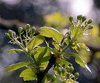 Midland Hawthorn - Crataegus laevigata (Poir.) DC.