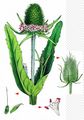 Wild Teasel - Dipsacus fullonum L.
