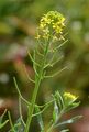 Treacle-Mustard - Erysimum cheiranthoides L.