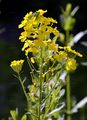 European Wallflower - Erysimum odoratum Ehrh.