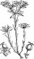 Dwarf Spurge - Euphorbia exigua L.