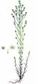 Field Cudweed - Filago arvensis L.