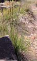 Meadow Oat-Grass - Helictochloa pratensis (L.) Romero Zarco