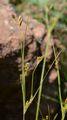 Alpen-Binse - Juncus alpinoarticulatus Chaix