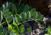 Strand-Platterbse - Lathyrus japonicus Willd.