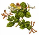 Wohlriechende Heckenkirsche - Lonicera caprifolium L. 