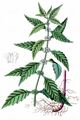 Gipsywort - Lycopus europaeus L.
