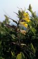 Common Cow-Wheat - Melampyrum pratense L.