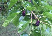 Black Mulberry - Morus nigra L.