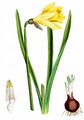 Gelbe Narzisse - Narcissus pseudonarcissus L.