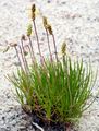 Strand-Wegerich - Plantago maritima L.