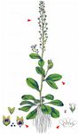 Salz-Bunge - Samolus valerandi L. 
