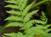 Marsh Fern - Thelypteris palustris Schott