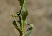 Kleinblütige Königskerze - Verbascum thapsus L.