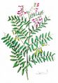 Kassuben-Wicke - Vicia cassubica L.