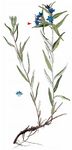Blauroter Steinsame - Aegonychon purpurocaeruleum (L.) Holub 