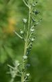 Gewöhnlicher Beifuß - Artemisia vulgaris L.