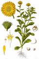 Pot Marigold - Calendula officinalis L.