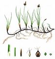 Stumpfe Segge - Carex obtusata Lilj.