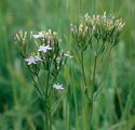 Common Centaury - Centaurium erythraea Rafn