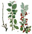 European Cotoneaster - Cotoneaster integerrimus Medik. 