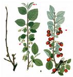 Felsen-Zwergmispel - Cotoneaster integerrimus Medik. 