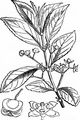 Spindle - Euonymus europaeus L.