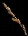 Sand Fescue - Festuca psammophila (?elak.) Fritsch