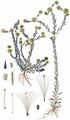 Common Cudweed - Filago germanica (L.) Huds.