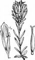 Lungen-Enzian - Gentiana pneumonanthe L.