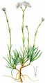 Fastigiate Gypsophila - Gypsophila fastigiata L.