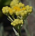 Strawflower - Helichrysum arenarium (L.) Moench