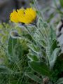 Zottiges Habichtskraut - Hieracium villosum Jacq.