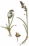 Läger-Rispengras - Ochlopoa supina (Schrad.) H. Scholz & Valdés 