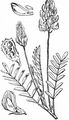 Saat-Esparsette - Onobrychis viciifolia Scop.