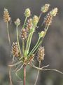 Sand-Wegerich - Plantago arenaria Waldst. & Kit.