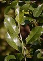 Dwarf Cherry - Prunus fruticosa Pall.