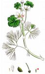 Wasser-Hahenfuß - Ranunculus aquatilis L. 
