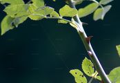 Small-Flowered Sweet-Briar - Rosa micrantha Sm.