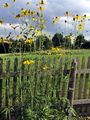 Schlitzblättriger Sonnenhut - Rudbeckia laciniata L.