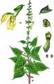 Sticky Clary - Salvia glutinosa L.