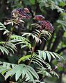 Dwarf Elder - Sambucus ebulus L.