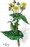 Kohl-Gänsedistel - Sonchus oleraceus L. 