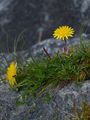 Gebirgs-Löwenzähne - Taraxacum sect. Alpestria Soest