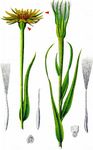 Großer Bocksbart - Tragopogon dubius Scop. 